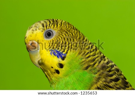 female budgerigar