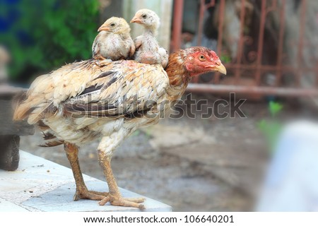 Thai chicken family