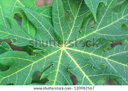 Papaya leaves