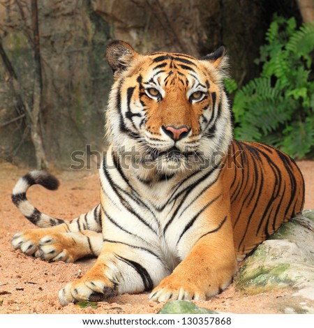 Big Tiger Sitting