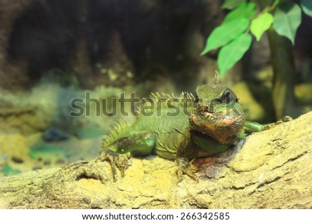 Thai Water Dragon / Physignathus cocincinus