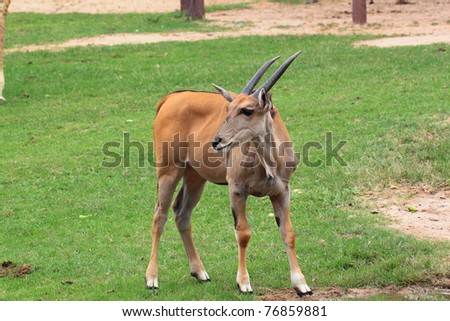 Young Gazelle