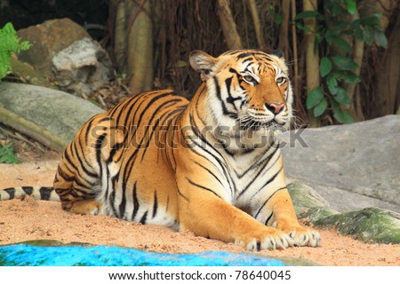 Tiger sitting