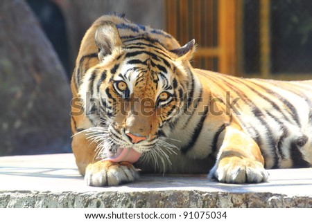 Big Tiger sitting