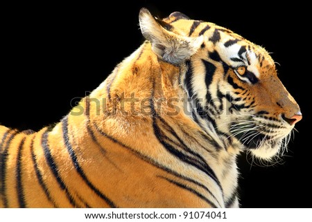 Big Tiger on a black background