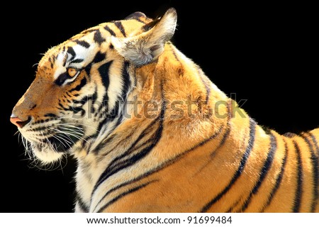 Big Tiger on a black background