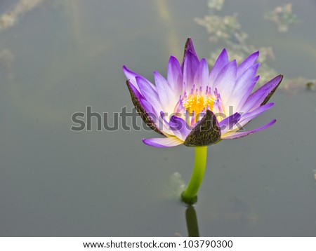 Purple-blue water lily in pond
