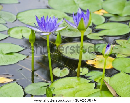Blue water lily in pond