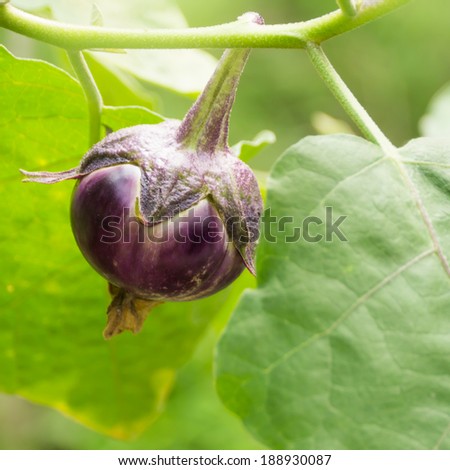 Purple egg plant tree