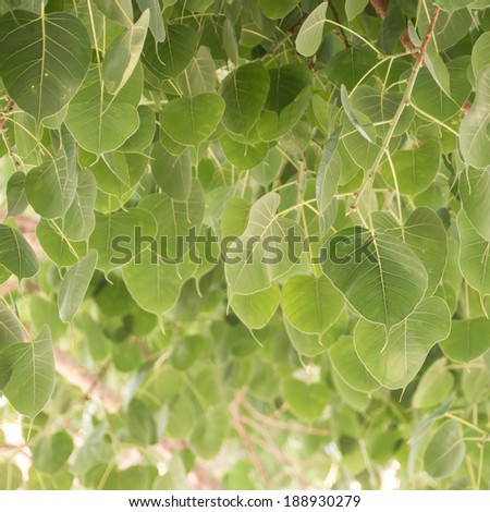 Cordate leaf or green heart-shaped leaf