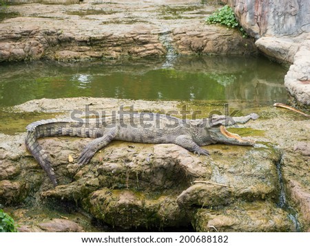 Crocodiles lie down on ground