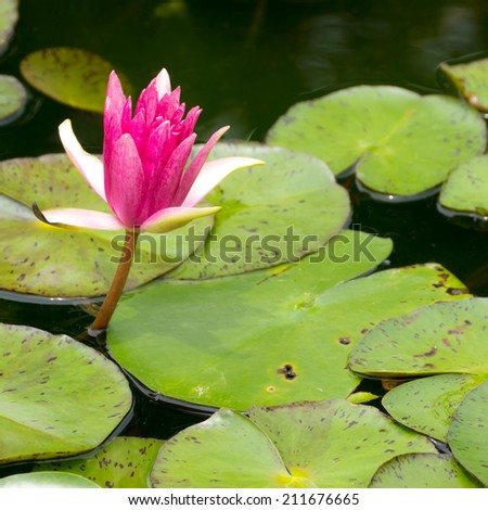 Red water lily and green leaf in natural pond