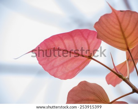 Cordate leaf or heart shaped leaf, symbol of Buddhist religion