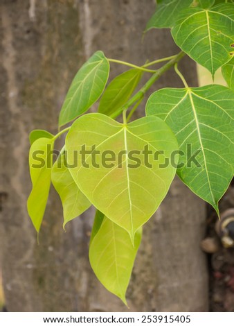 Cordate leaf or heart shaped leaf, symbol of Buddhist religion