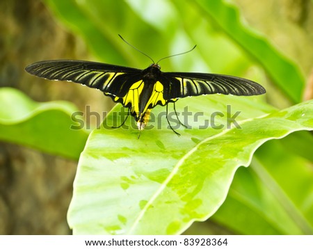 Golden Birdwing butterfly on green leaf in butterfly garden in Bangkok