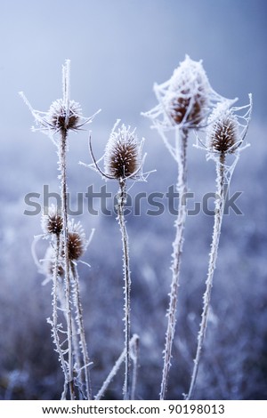 Teasel seed-head covered in thick frost.