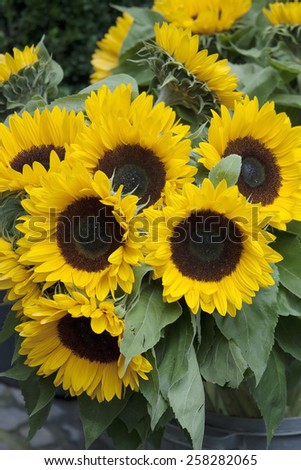 Decorative Sunflowers bunch