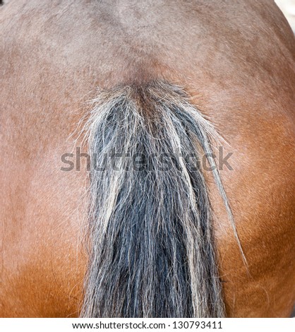 Braided horse tail in closed up