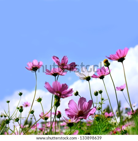 Pink flowers on the background of blue sky
