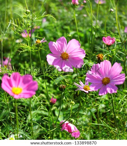 Pink flowers on the background of green grass.