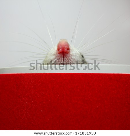 The protruding out of the box nose decorative rat