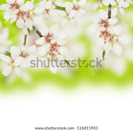 Blossoming branches of an almond tree  on with white background