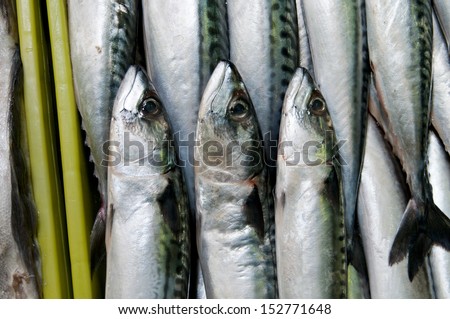 Fish Sardines Vertical Orientation