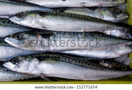 Fish Sardines Horizontal Orientation