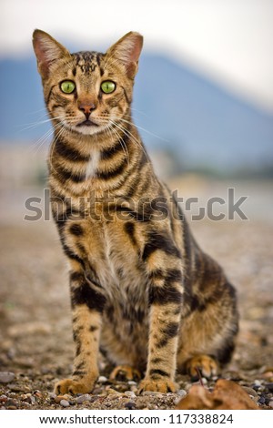 Bengal cat looking straight