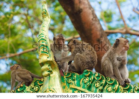 Group of Monkey in buddhist temple, Cambodia