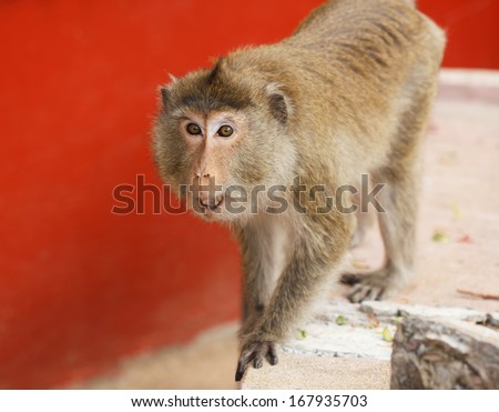Angry monkey in buddhist temple, Cambodia