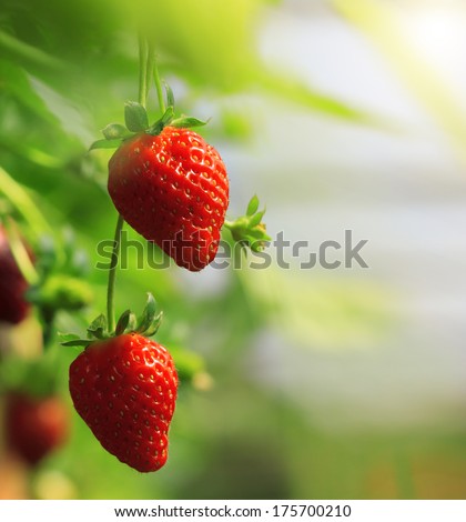 Strawberry fruits on the branch at the morning light