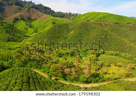 Tea plantation landscape, Cameron Highlands, Malaysia