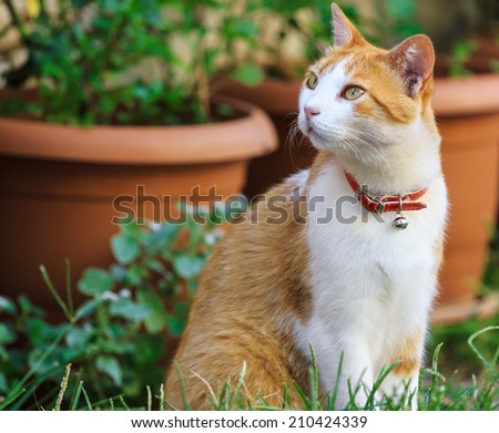 Cute ginger house cat in a garden