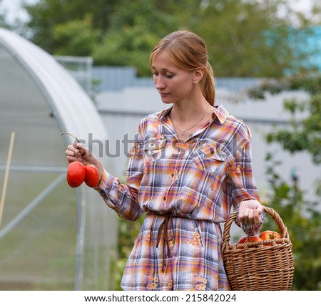 Young pretty woman picking tomatoes in her garden