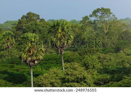 Amazing view of Jungle in Southeast Asia