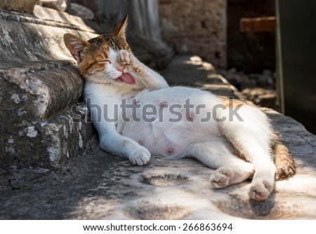 Cute yard pregnant cat washing itself on the street
