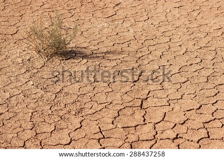 Dry plant breaks through the dry land in the Sahara desert