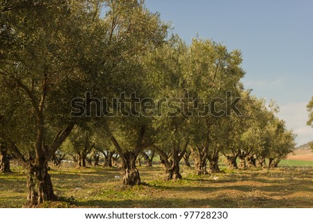 Plantation of olive trees in Morocco