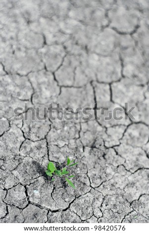 plant breaks through the dry land