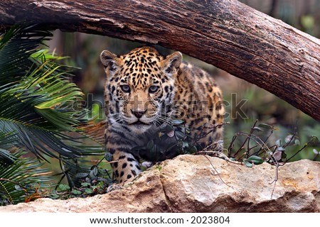 baby jaguar animal pictures. stock photo : Baby Jaguar