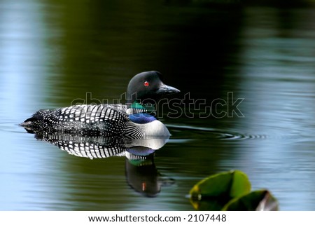 common loon feet. wallpaper common loon facts.