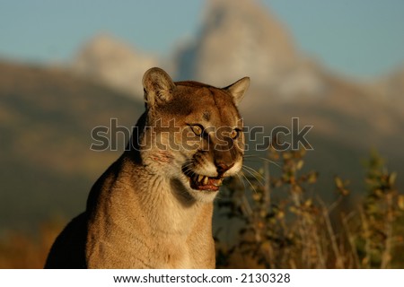 Mountain Lion Growling Stock Photo 2130328 : Shutterstock