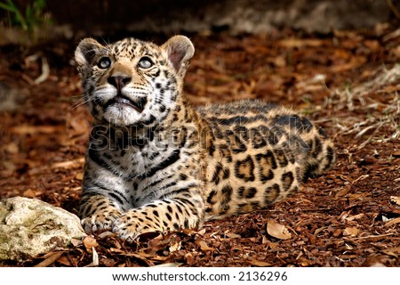 Baby Jaguar Pictures on Baby Jaguar Stock Photo 2136296   Shutterstock