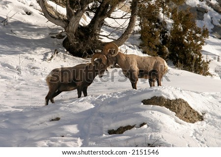 Bighorn sheep ramming heads