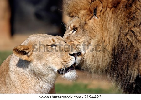 Lion Love secrets