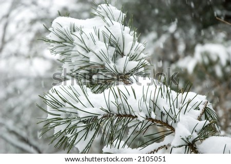 Snow falling on branch of pine tree.