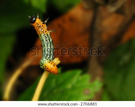 Colour, standing up caterpillar on  grass