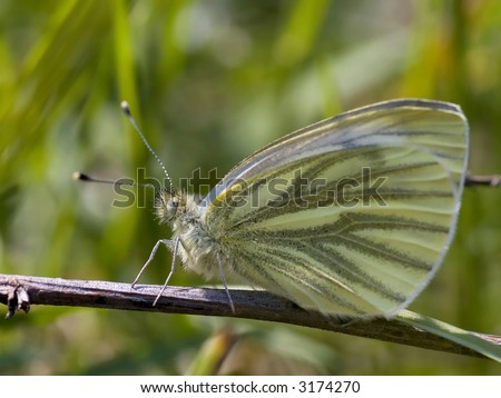 Cabbage butterfly sting on a grass stalk