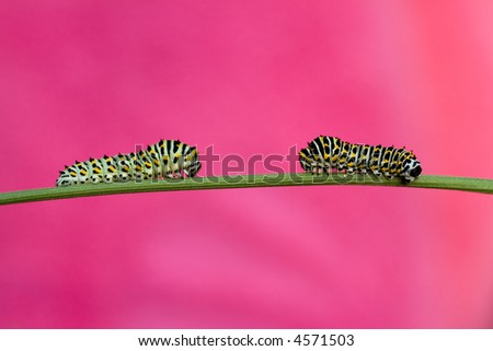 ... : Two caterpillars of swallowtail butterfly - Papil
